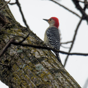 27th Nov 2019 - red-bellied woodpecker