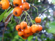 27th Nov 2019 - Berberis berries in the rain