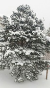 26th Nov 2019 - Snowy Ponderosa Pine