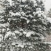 Snowy Ponderosa Pine by harbie