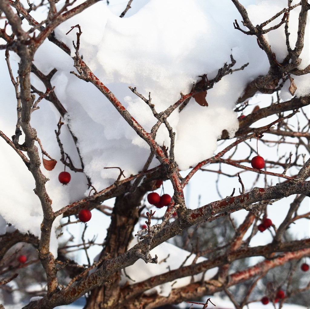 Crabapples and snow by sandlily