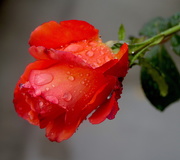 27th Nov 2019 - Raindrops on Roses