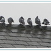 Nine pigeons. by grace55
