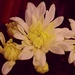 Chrysanthemum by ninaganci