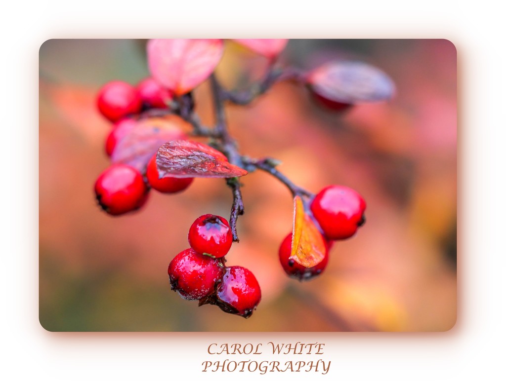 Cotoneaster Berries by carolmw