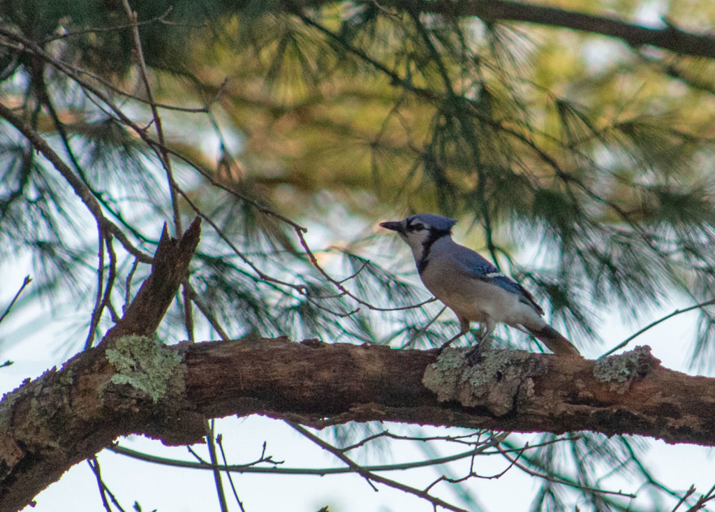 Blue Jay by tdaug80