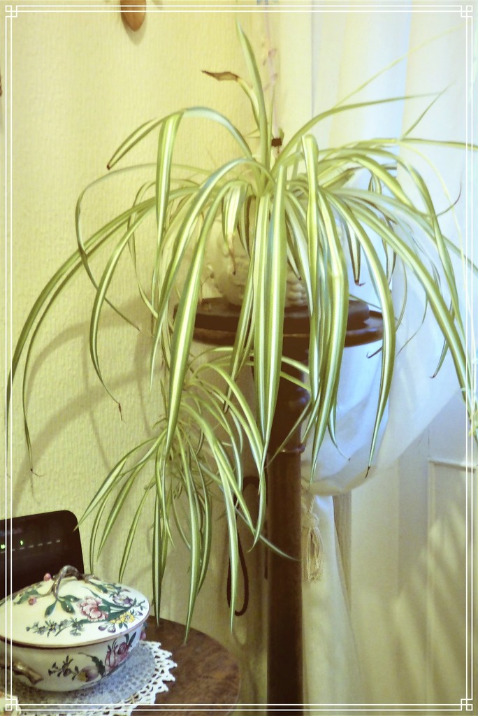 Spider Plant  by beryl