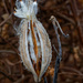 milkweed pod by rminer