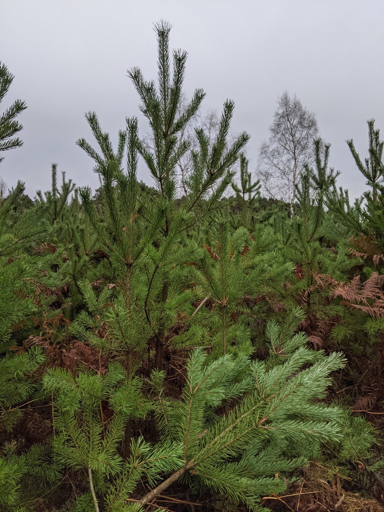 Pine Trees by mattjcuk