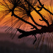 Pine Tree Sunset by kvphoto