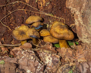 25th Nov 2019 - Mushrooms On Decaying Log