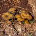 Mushrooms On Decaying Log by kvphoto