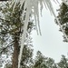 Icicles by harbie