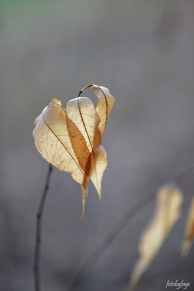 Golden Leaves by fayefaye
