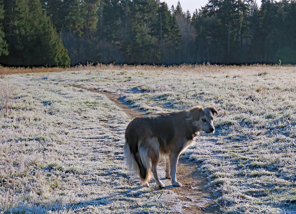 Gus on a frosty field by kathyo