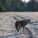 Gus on a frosty field by kathyo