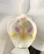 6th Nov 2019 - Orchid Close Up