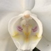 Orchid Close Up by clay88