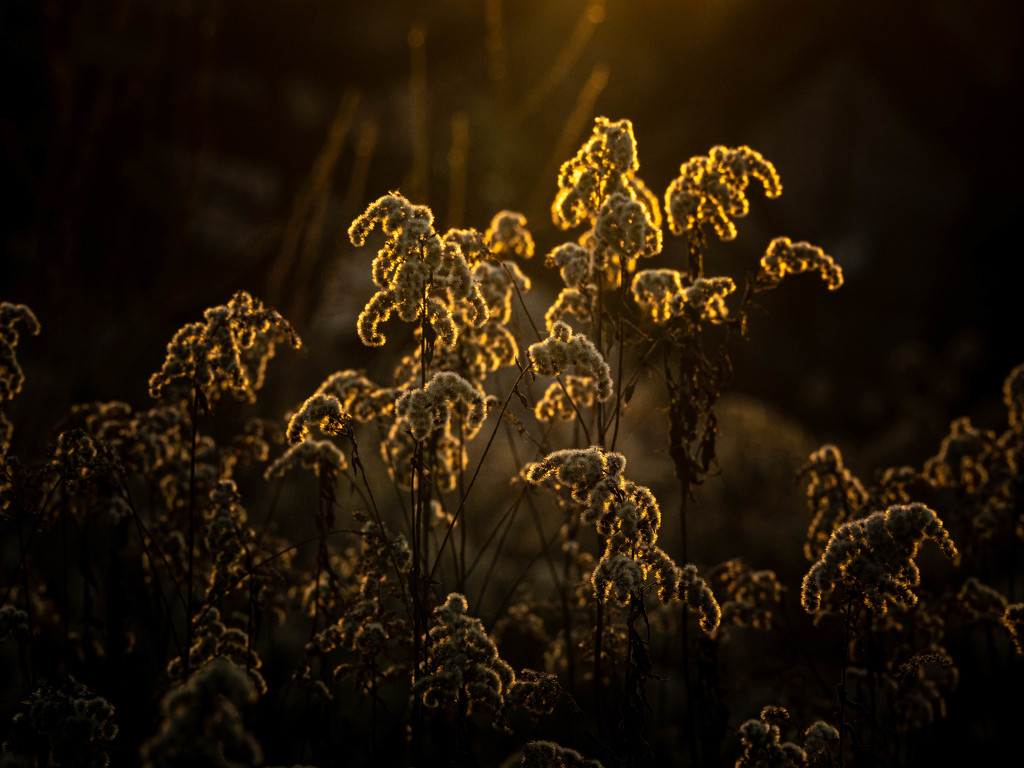 In the last rays of the sun by haskar