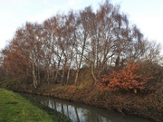 26th Nov 2019 - Trees by the River Leen