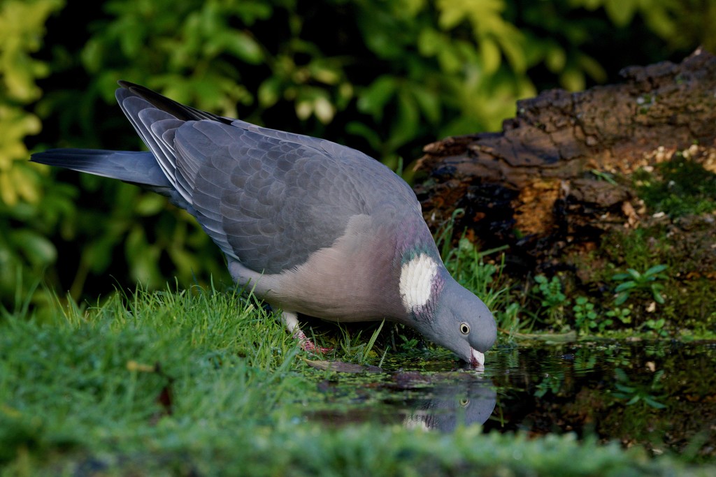 THIRSTY PIGEON by markp