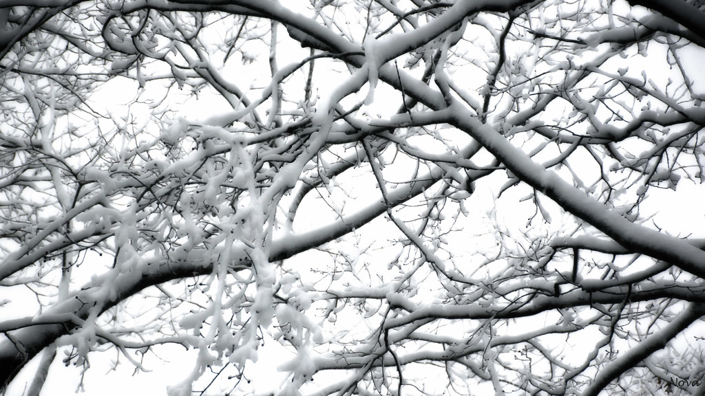 Snow branches by novab