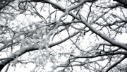 28th Nov 2019 - Snow branches