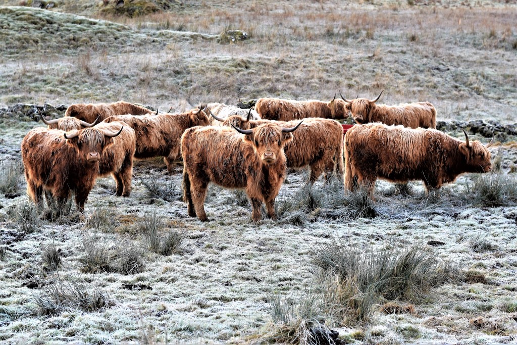 why hairy cows are hairy by christophercox