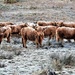 why hairy cows are hairy by christophercox