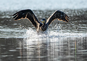 29th Nov 2019 - Cormorant splashdown