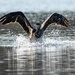 Cormorant splashdown by stevejacob