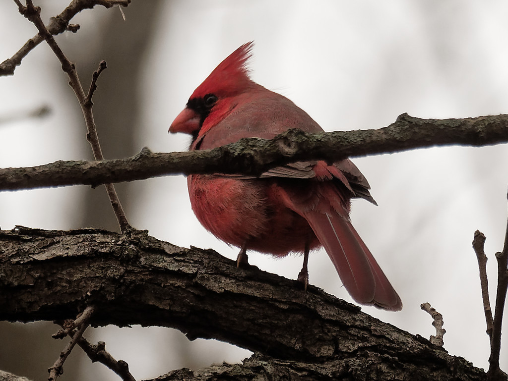northern cardinal by rminer