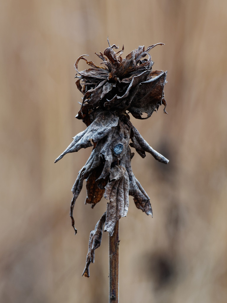 dried plant by rminer
