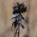 dried plant by rminer