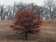 29th Nov 2019 - tree landscape