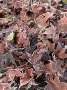 29th Nov 2019 - Frosty Leaves