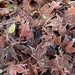 Frosty Leaves by 365projectmaxine