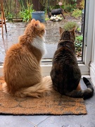 28th Nov 2019 - "No Molly, you can see it's still raining"