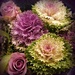 Bouquet of cabbages. by wendyfrost