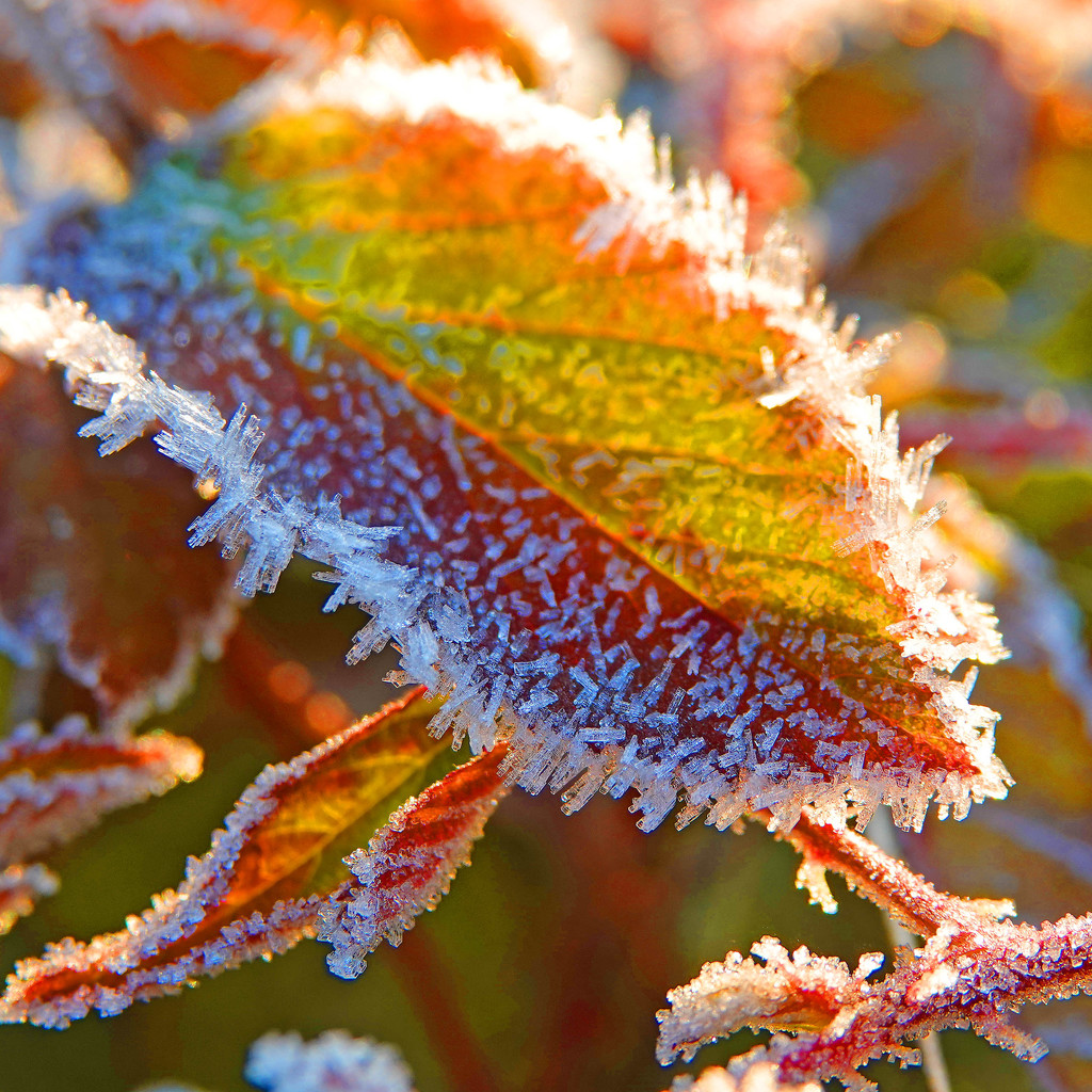Frost Has a Beauty of Its Own by milaniet
