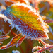 Frost Has a Beauty of Its Own by milaniet