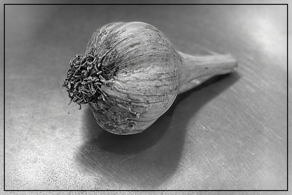 A Simple Bulb of Garlic by olivetreeann
