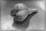29th Nov 2019 - A Simple Bulb of Garlic