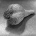 A Simple Bulb of Garlic by olivetreeann