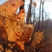 The Autumn Sun Through a Golden Leaf by olivetreeann