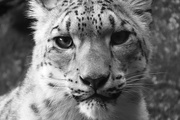 27th Nov 2019 - Snow Leopard