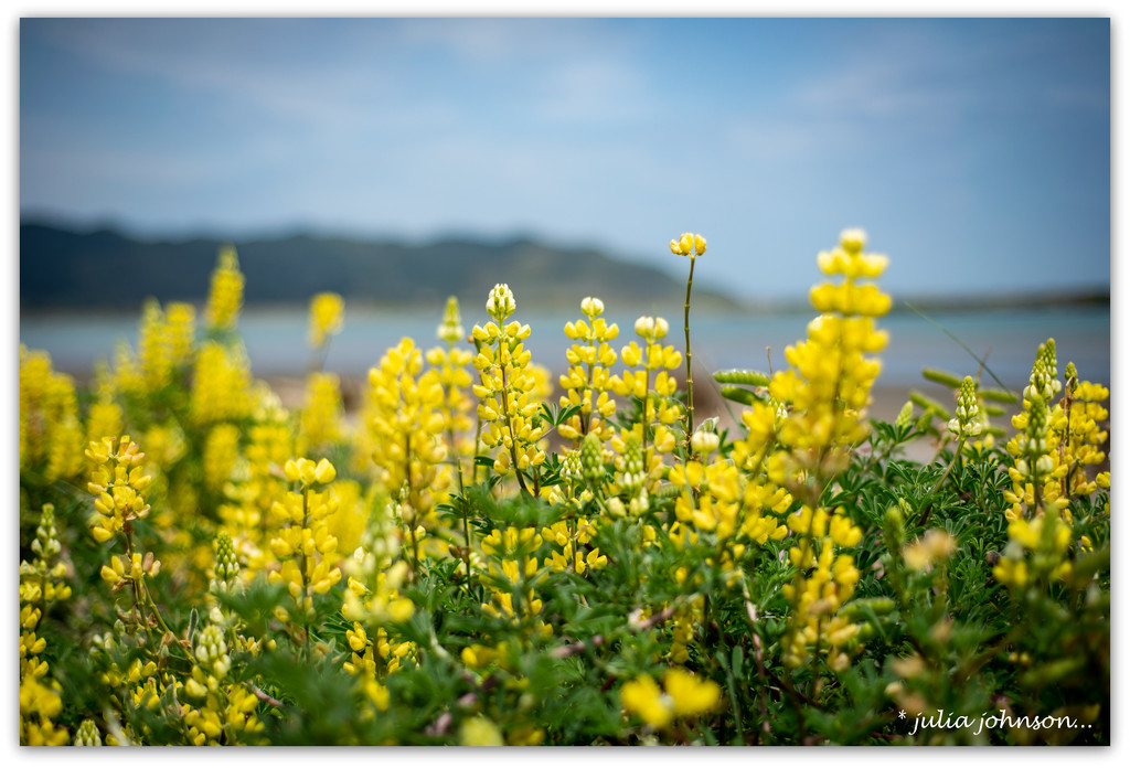 Lupins by the Sea.. by julzmaioro