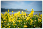 30th Nov 2019 - Lupins by the Sea..