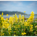 Lupins by the Sea.. by julzmaioro
