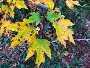 30th Nov 2019 - Autumn maple leaves